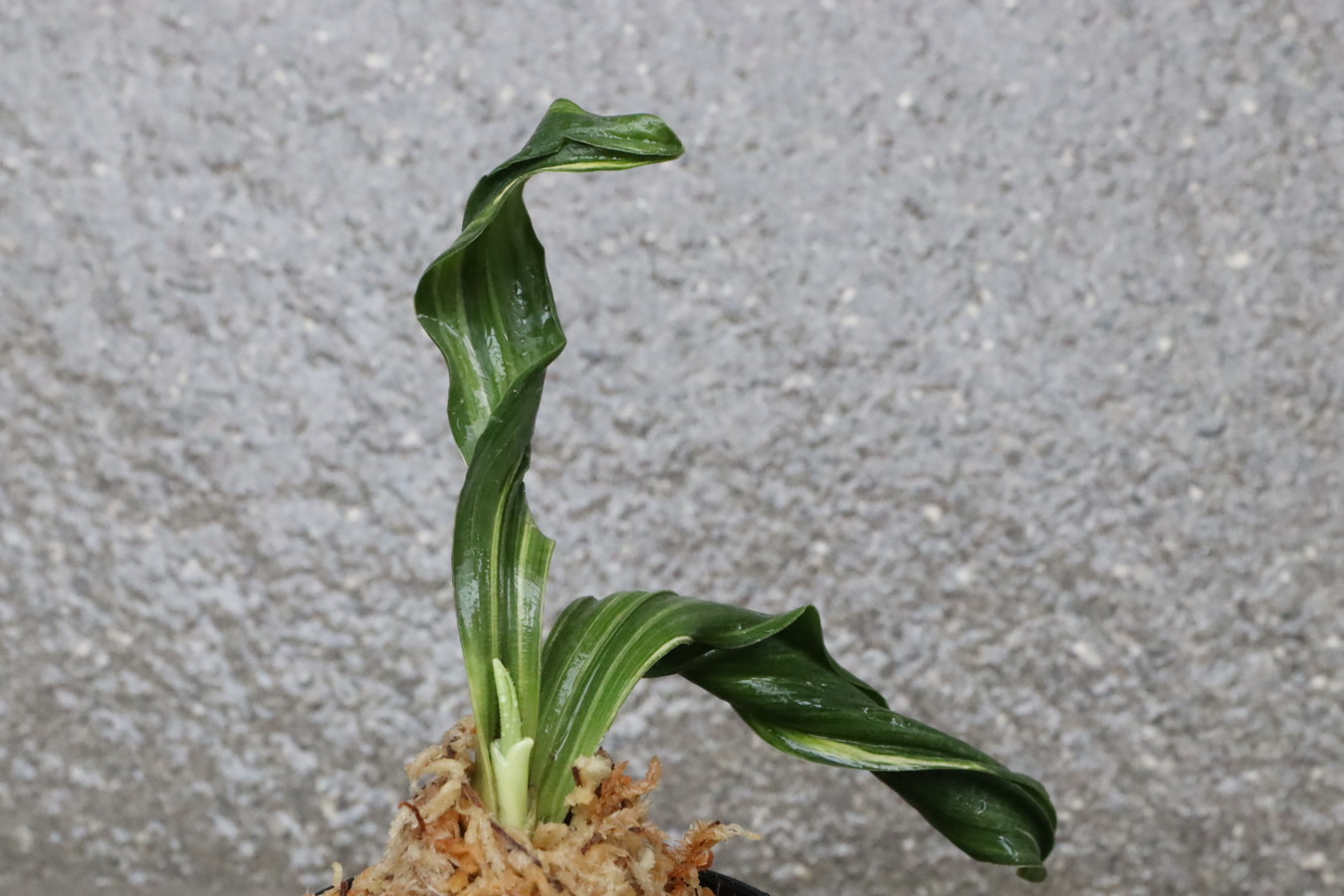 豊明園 / 獅子系