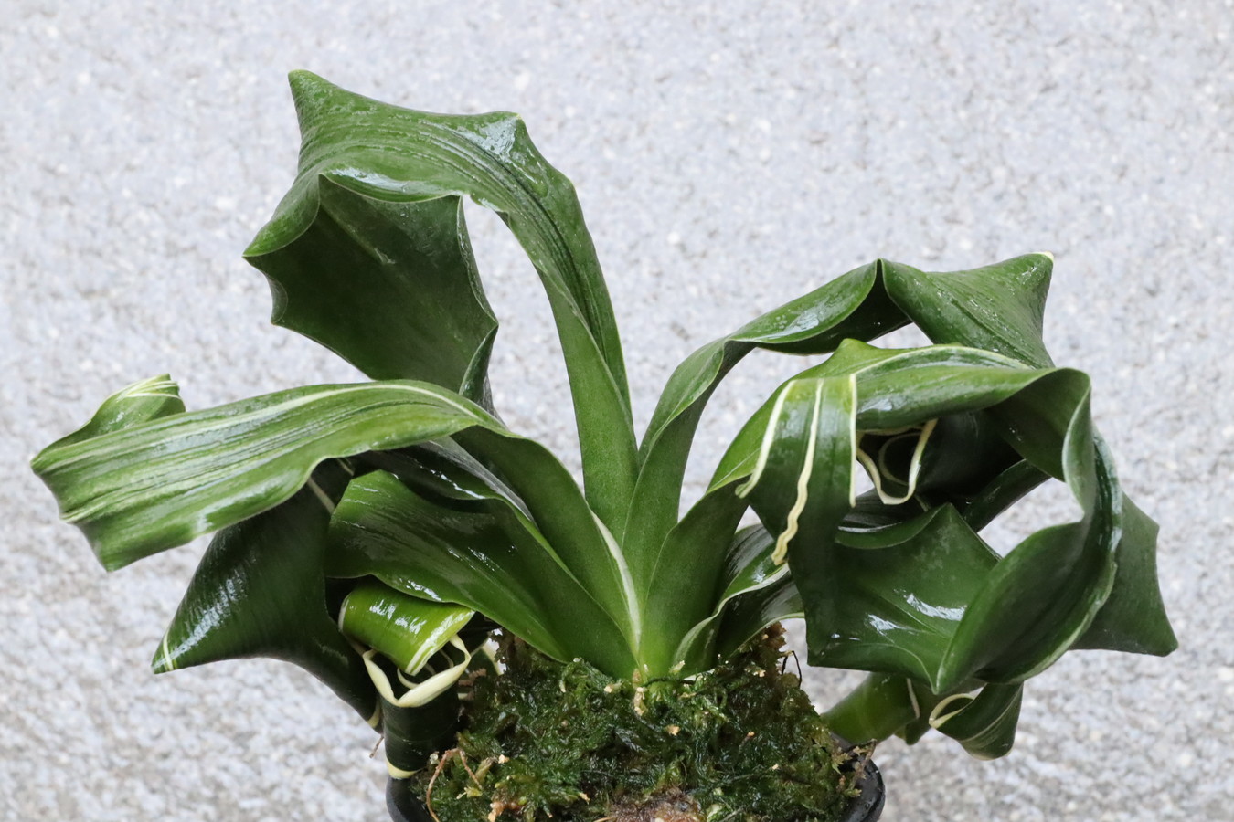 豊明園 / 獅子系