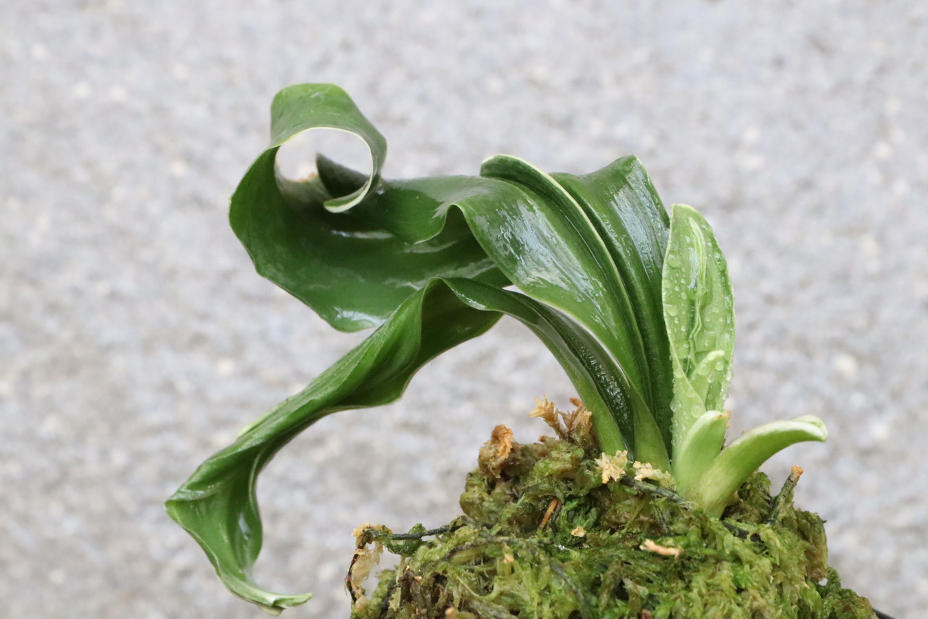 万年青 おもと 玉姫 （覆輪）