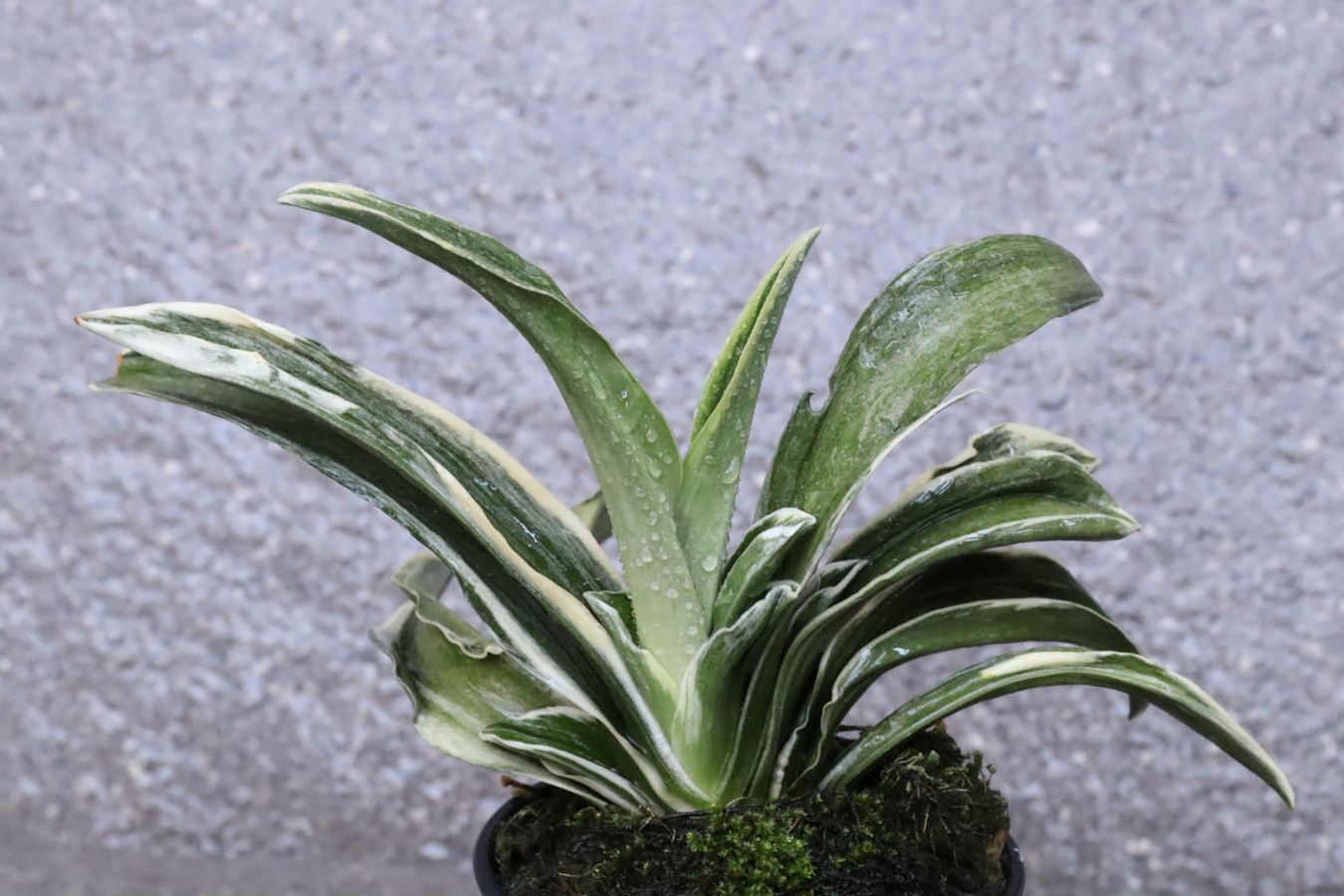 8063,諏訪錦(すわにしき)　【写真の見本木が素晴らしい！】　【天下一植物界御礼特価！】【はきずはきれとても多い特価！】※春から秋は生長期なので姿は変わっていきます
