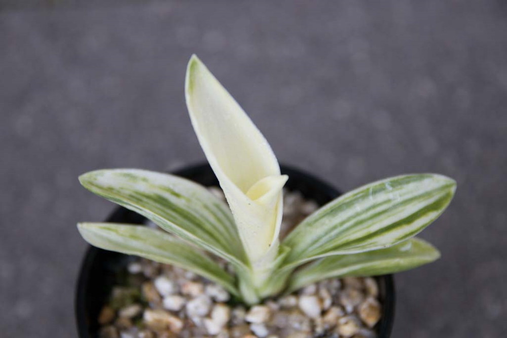 5322,　白鳳実生