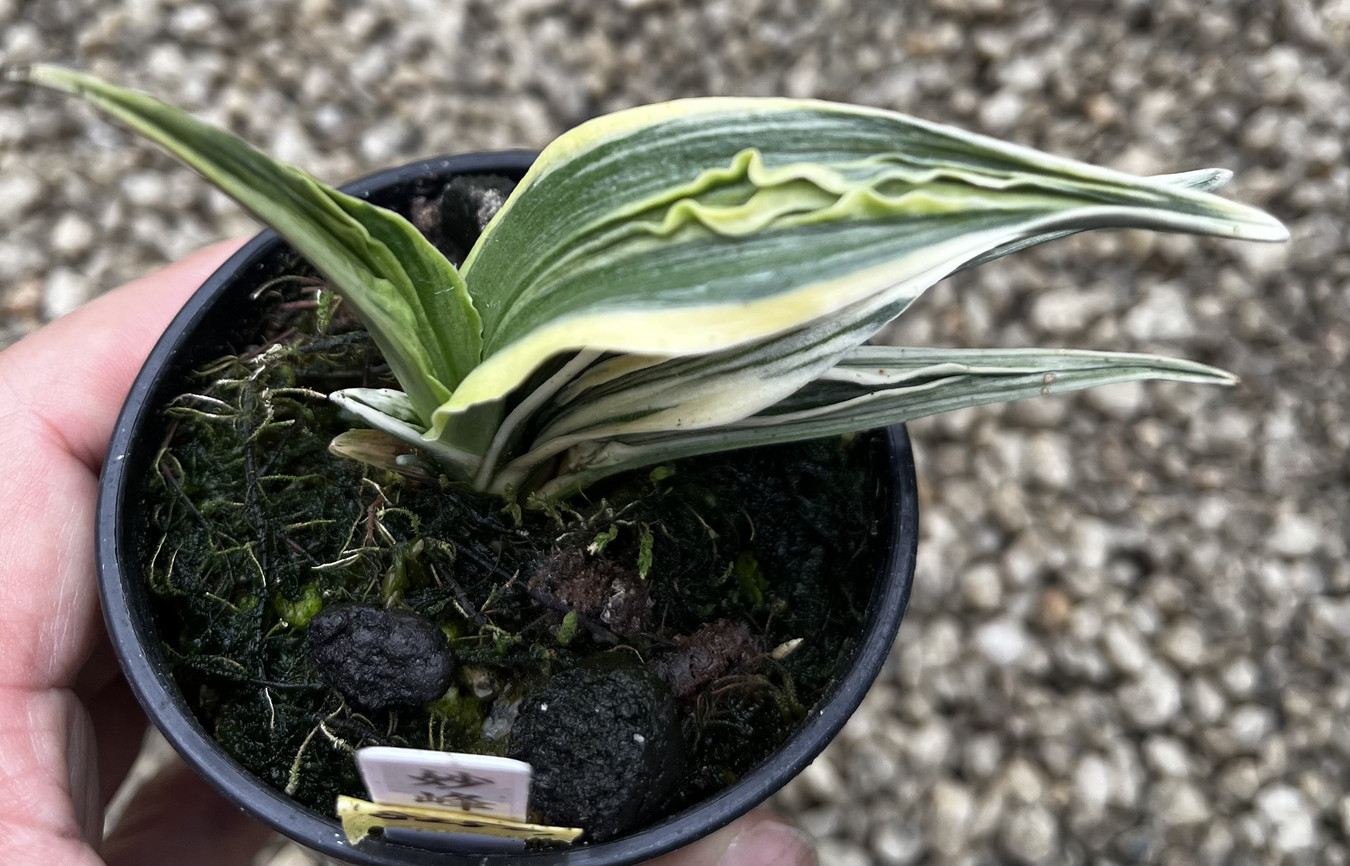 8250,整理品特価！妙峰(みょうほう）力ある　【老木特価！はきずはきれ多い大特価！】※春から秋は生長期なので姿は変わっていきます