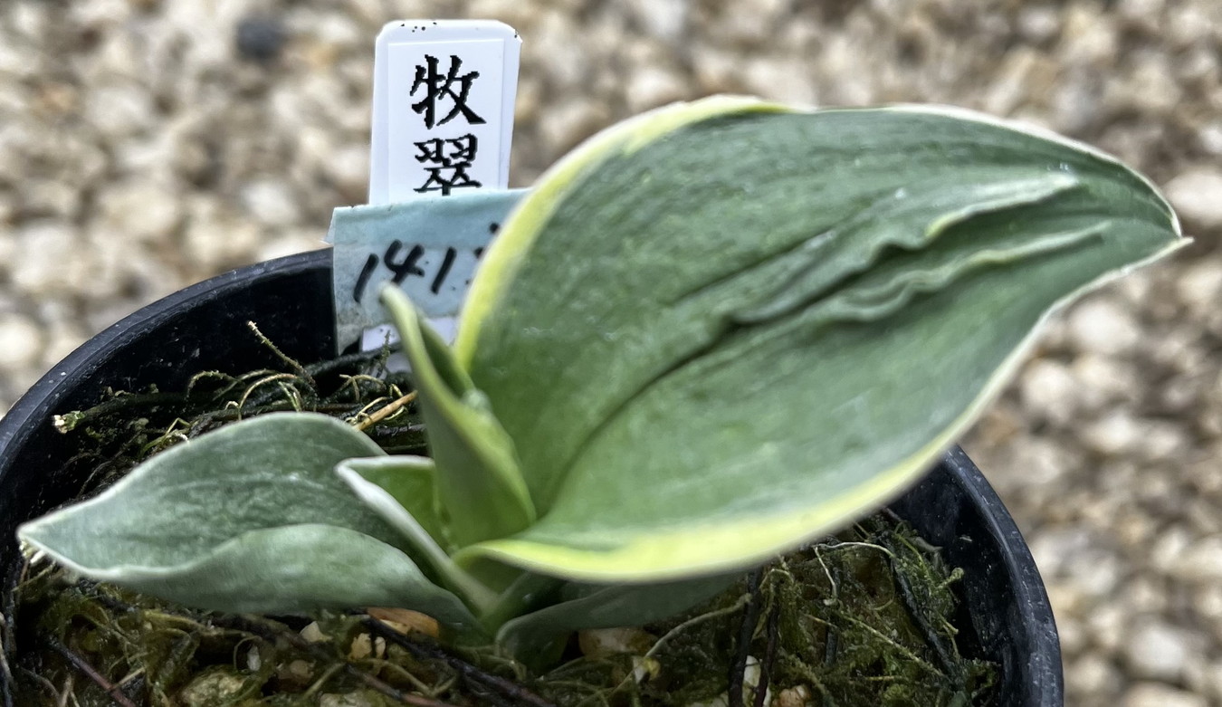 6334,牧翠(ぼくすい)　1413,　スパルタ作り　【はきずはきれ多い特価！】　※春から秋は生長期なので姿は変わっていきます