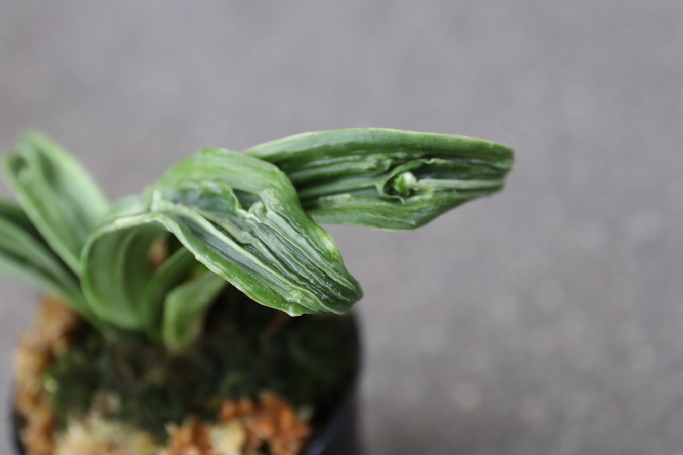 豊明園 / 獅子系