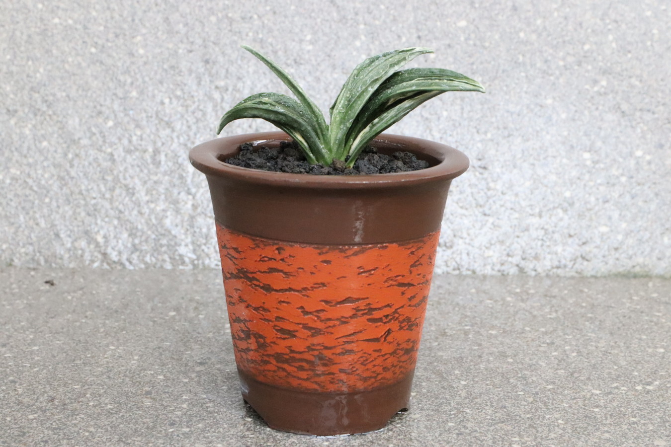 6949,瑞泉(ずいせん)　【はきずはきれ大特価】※春から秋は生長期なので姿は変わっていきます