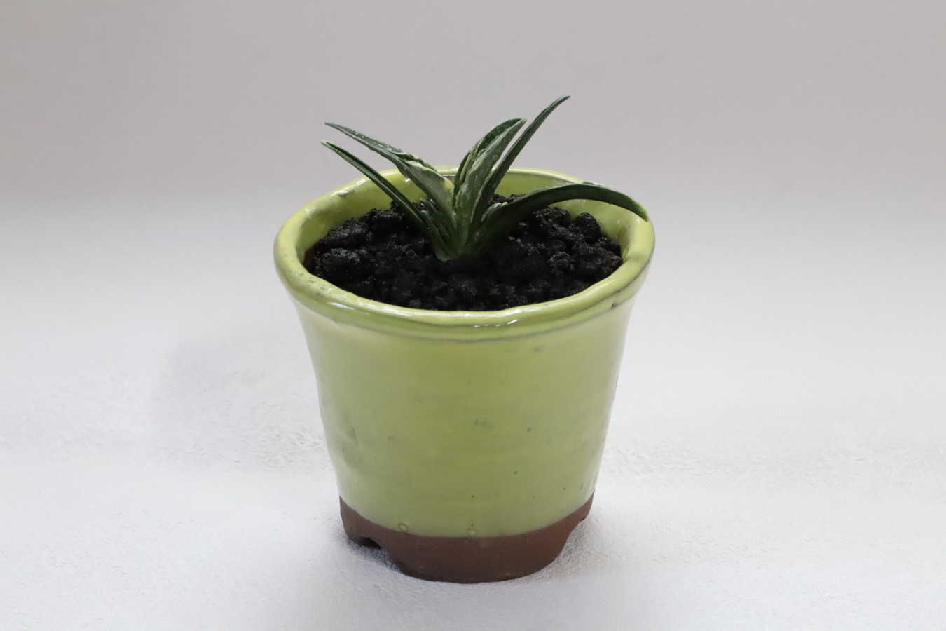 6290,開運の万年青　瑞泉(ずいせん)　【はきずはきれ多い大特価！下葉おちる】※春から秋は生長期なので姿は変わっていきます