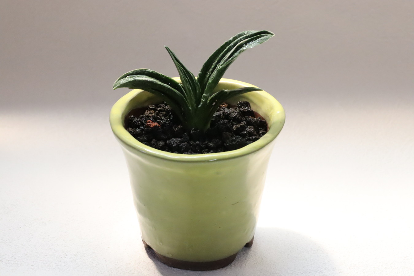 5504,家康の厄除け萬年青　瑞泉(ずいせん)　【はきずはきれ多い大特価！下葉おちる】※春から秋は生長期なので姿は変わっていきます