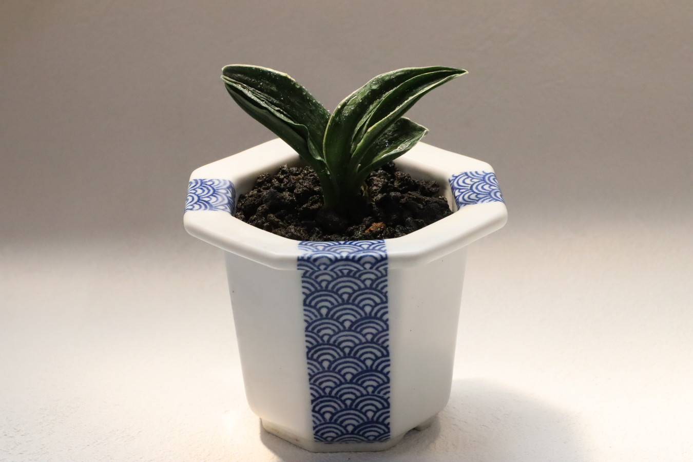 5015,【永遠に幸福が続いていく青海波】嶺雲(りょううん)　【はきずはきれ多い大特価！下葉おちる】※春から秋は生長期なので姿は変わっていきます