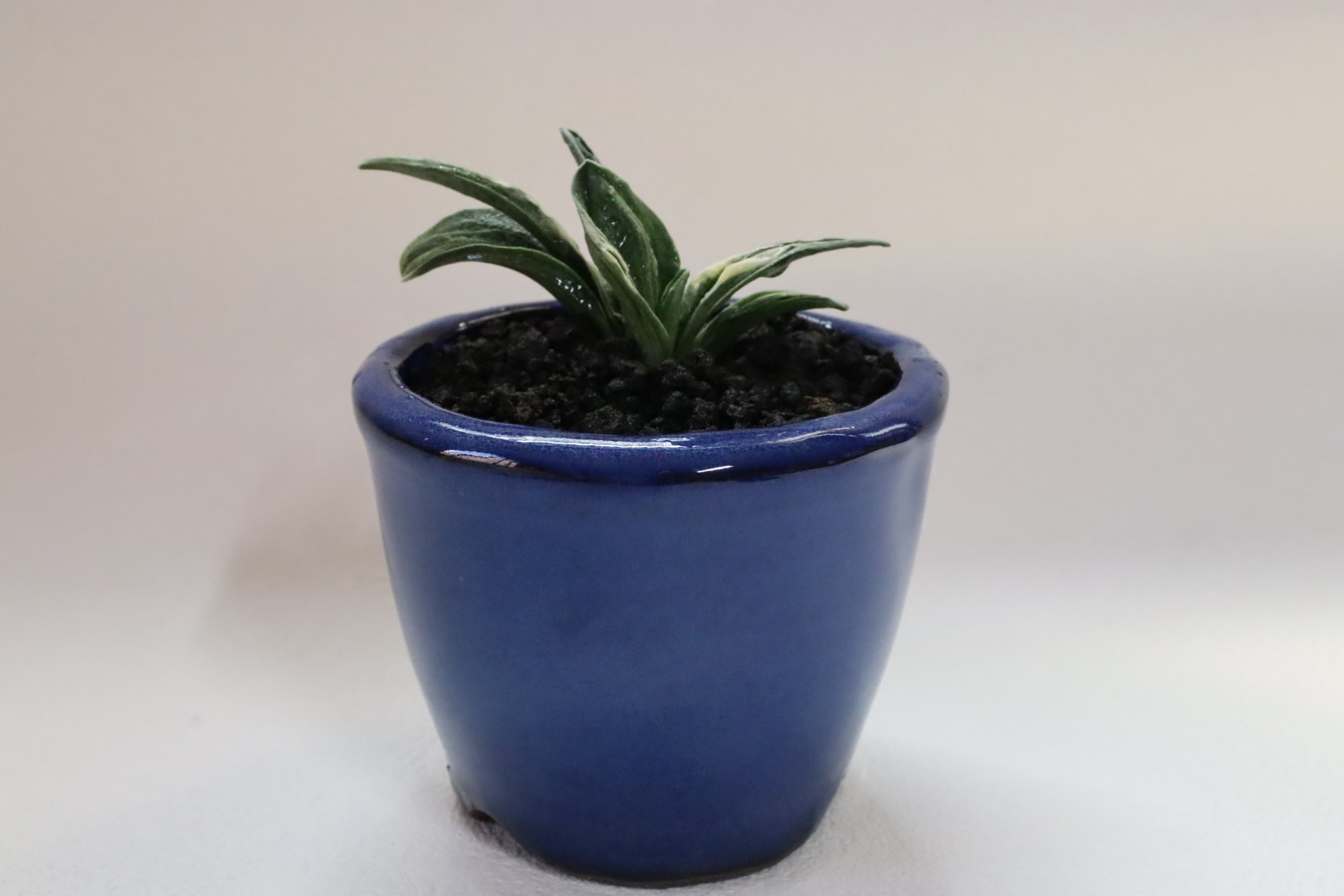 6989,瑞泉(ずいせん)【全国トップ系統！はきずはきれ多い大特価！】※春から秋は生長期なので姿は変わっていきます