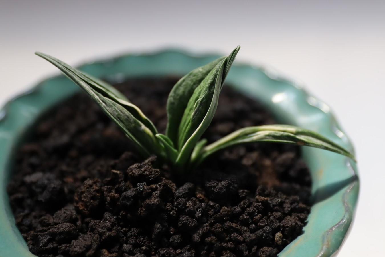 6990,瑞泉(ずいせん)【全国トップ系統！はきずはきれ多い大特価！】※春から秋は生長期なので姿は変わっていきます