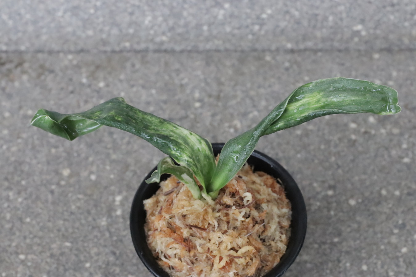 豊明園 / 獅子系