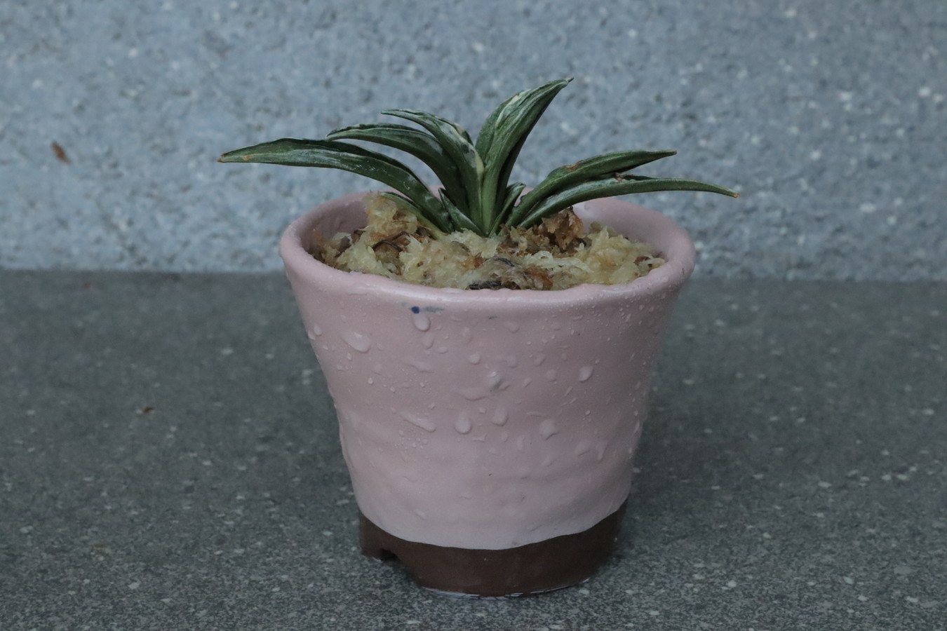 豊明園 / 引越しおもと