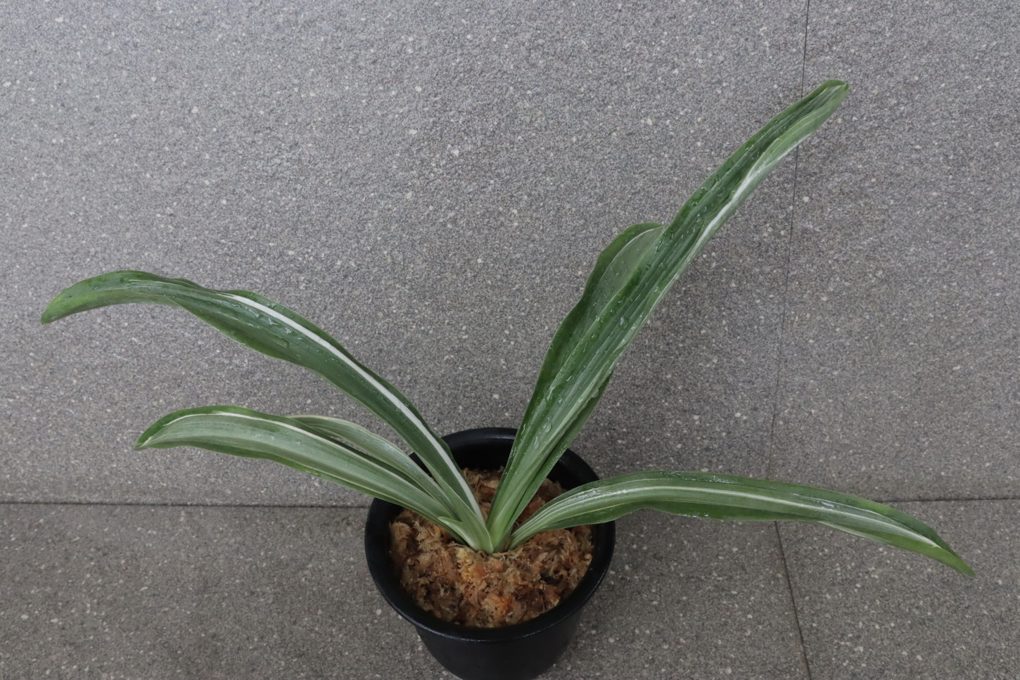 7183,雪上鶴（せつじょうかく）伝説の永島にそっくり　花芽？交配も楽しめる！　【はきずはきれ非常に多い大特価！】※春から秋は生長期なので姿は変わっていきます
