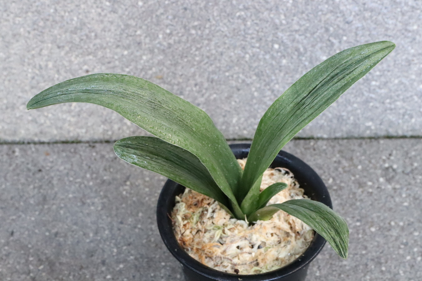 5294,運慶(うんけい)　【はきずはきれ多い大特価】※春から秋は生長期なので姿は変わっていきます