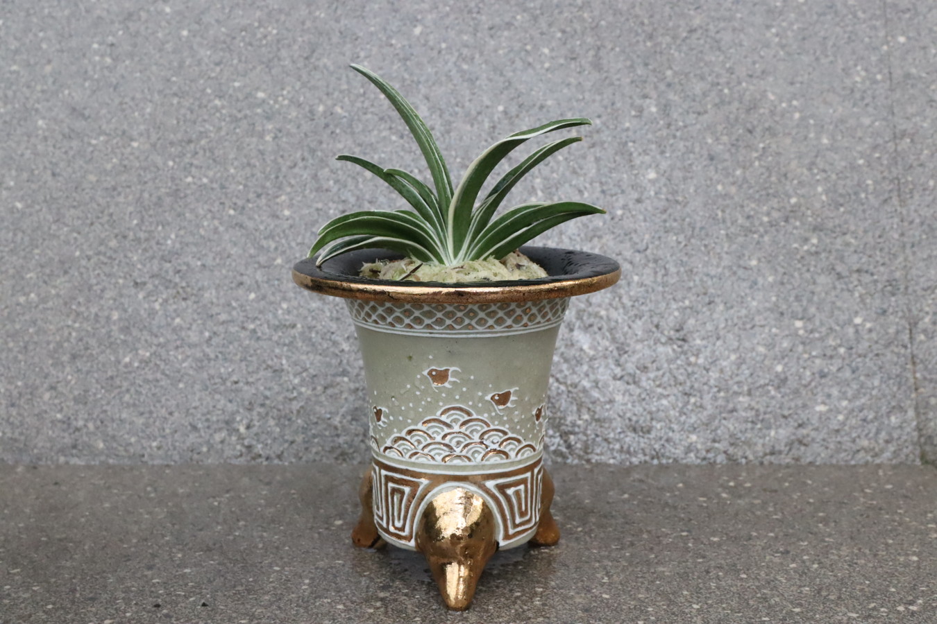 5112,開運金運の万年青　大黒殿(だいこくでん)　【はきずはきれ大特価】　※春から秋は生長期なので姿は変わっていきます