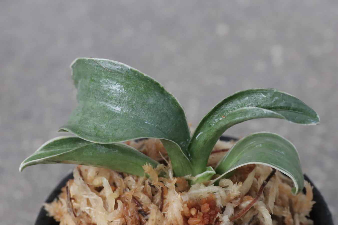 豊明園 / 獅子系