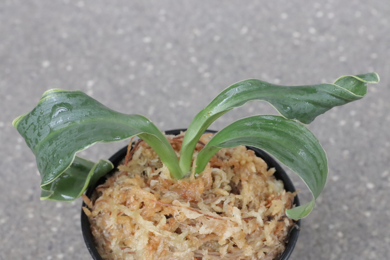 豊明園 / 獅子系