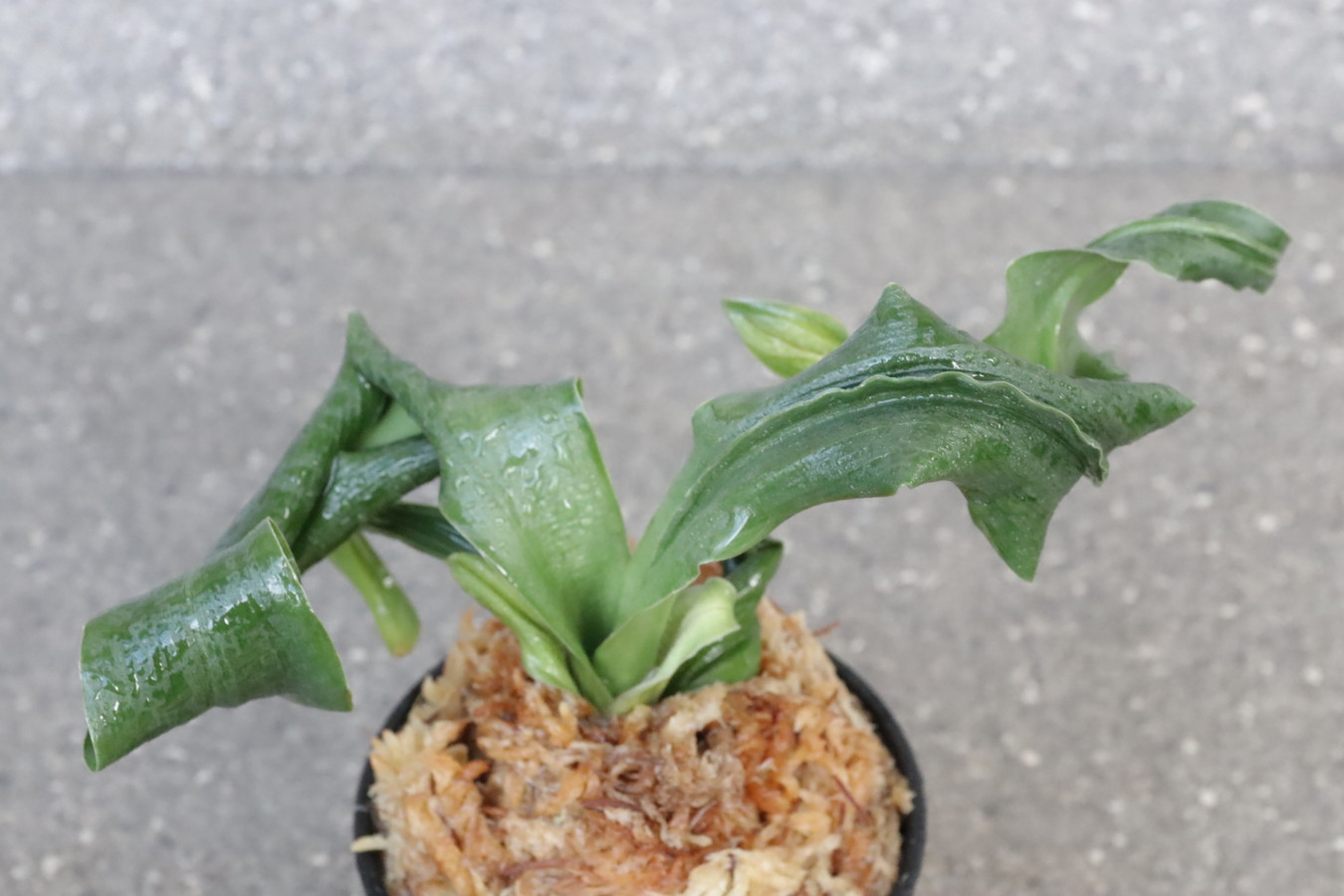 豊明園 / 獅子系