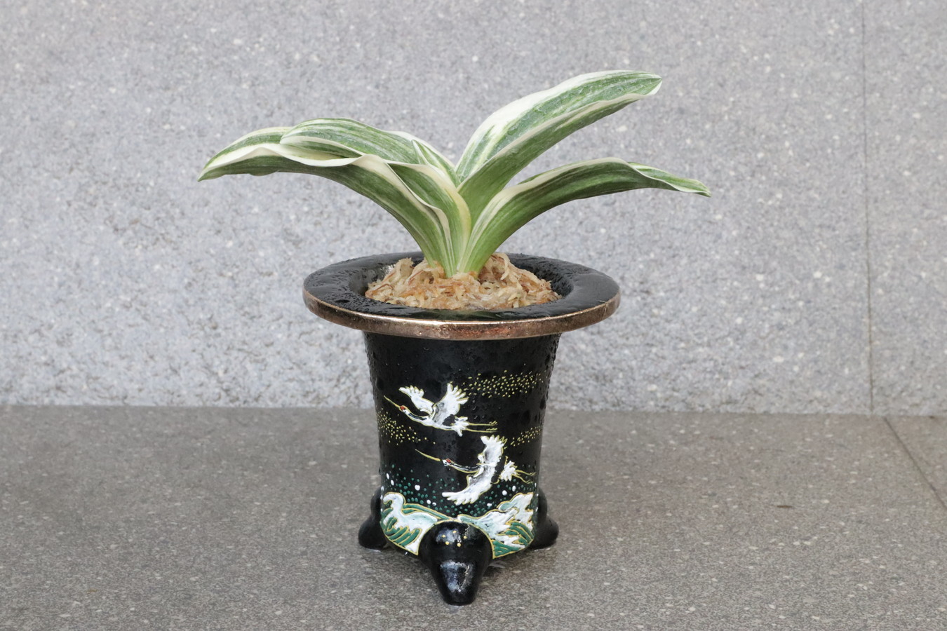 豊明園 / 引越しおもと