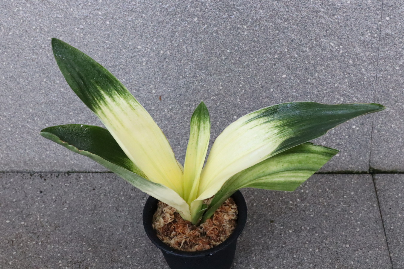 5726,達磨(だるま)　根少ない特価！【はきずはきれ多い大特価！！！】※春から秋は生長期なので姿は変わっていきます