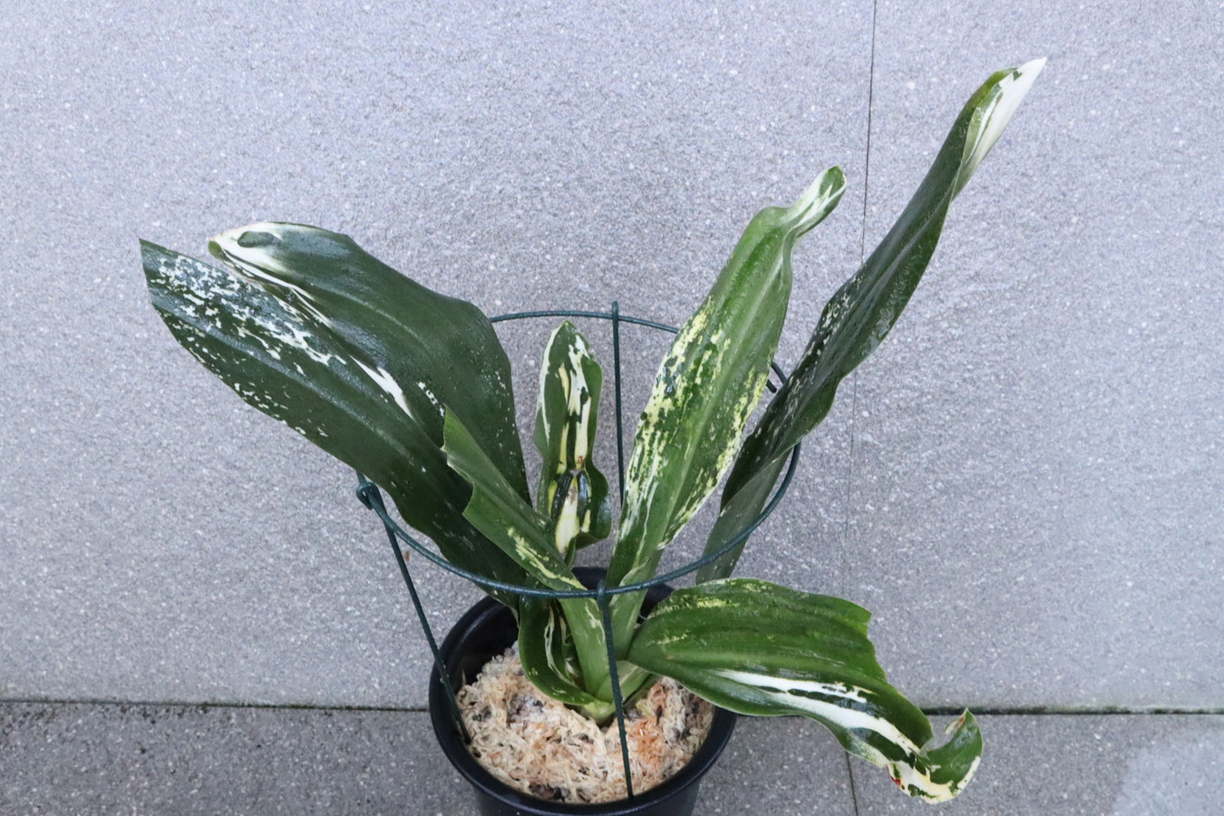 5685,整理品BC級品　残雪　江戸　片貝残雪(かたがいざんせつ)系統？　図性、芸特上　【はきずはきれ多い大特価】※春から秋は生長期なので姿は変わっていきます