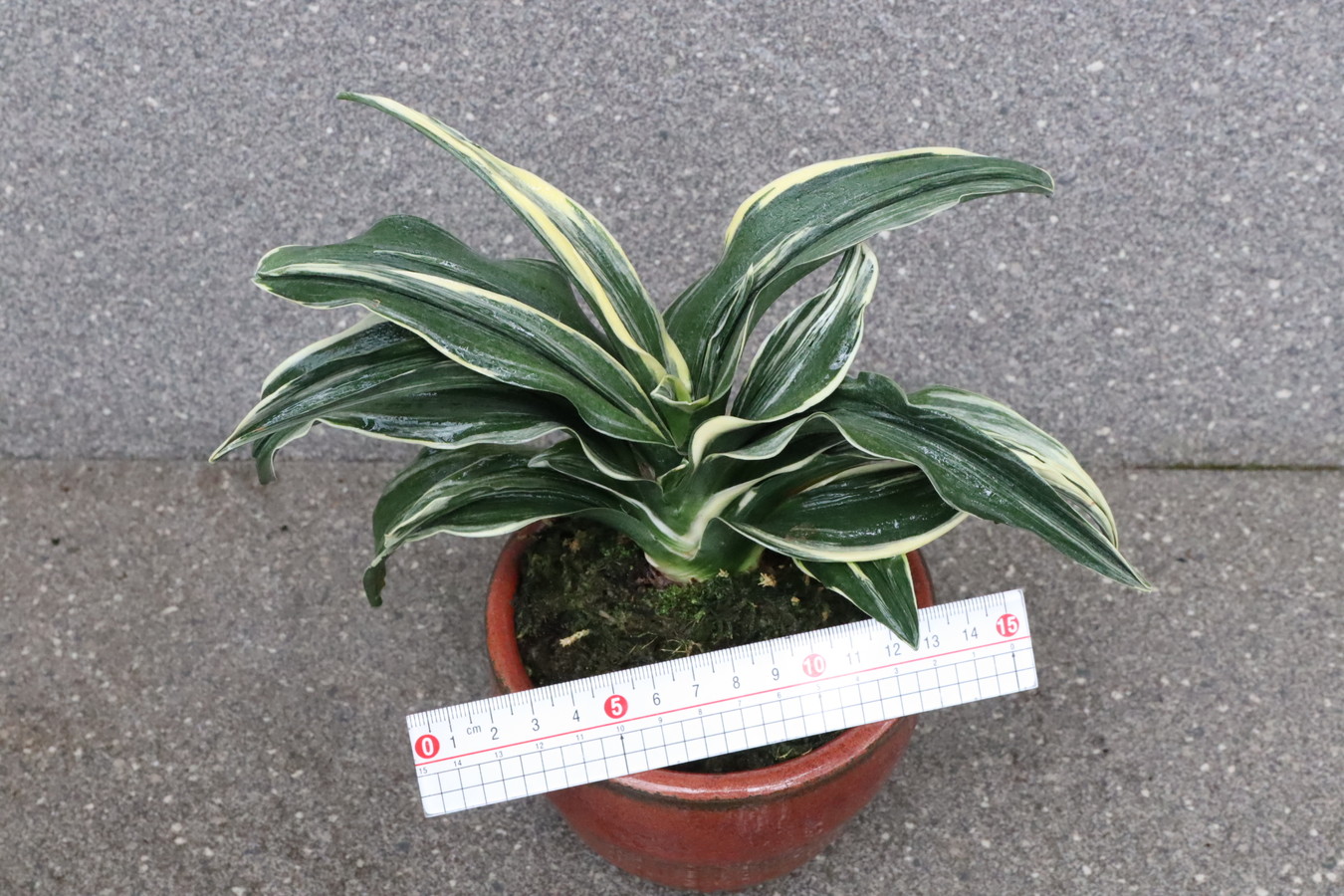 5023,お祝い開運の万年青　嶺雲(りょううん)　【はきずはきれ大特価】※春から秋は生長期なので姿は変わっていきます