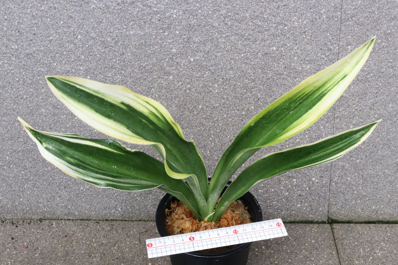 5641,太陽殿の虎(たいようでんのとら)　【はきずはきれ多い大特価】※春から秋は生長期なので姿は変わっていきます