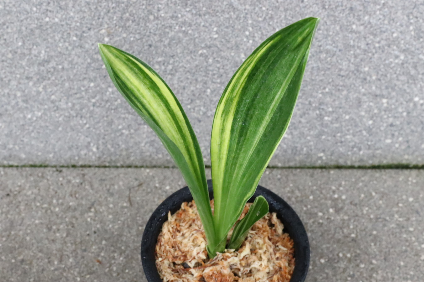 7017,大錦(おおにしき)　縞のみ？珍しい【はきずはきれ多い大特価！】※春から秋は生長期なので姿は変わっていきます