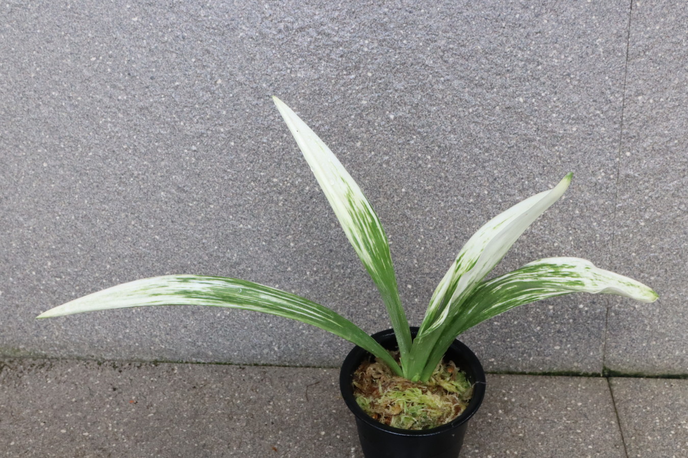 6306,駿河富士(するがふじ)　【はきずはきれ多い大特価】※春から秋は生長期なので姿は変わっていきます