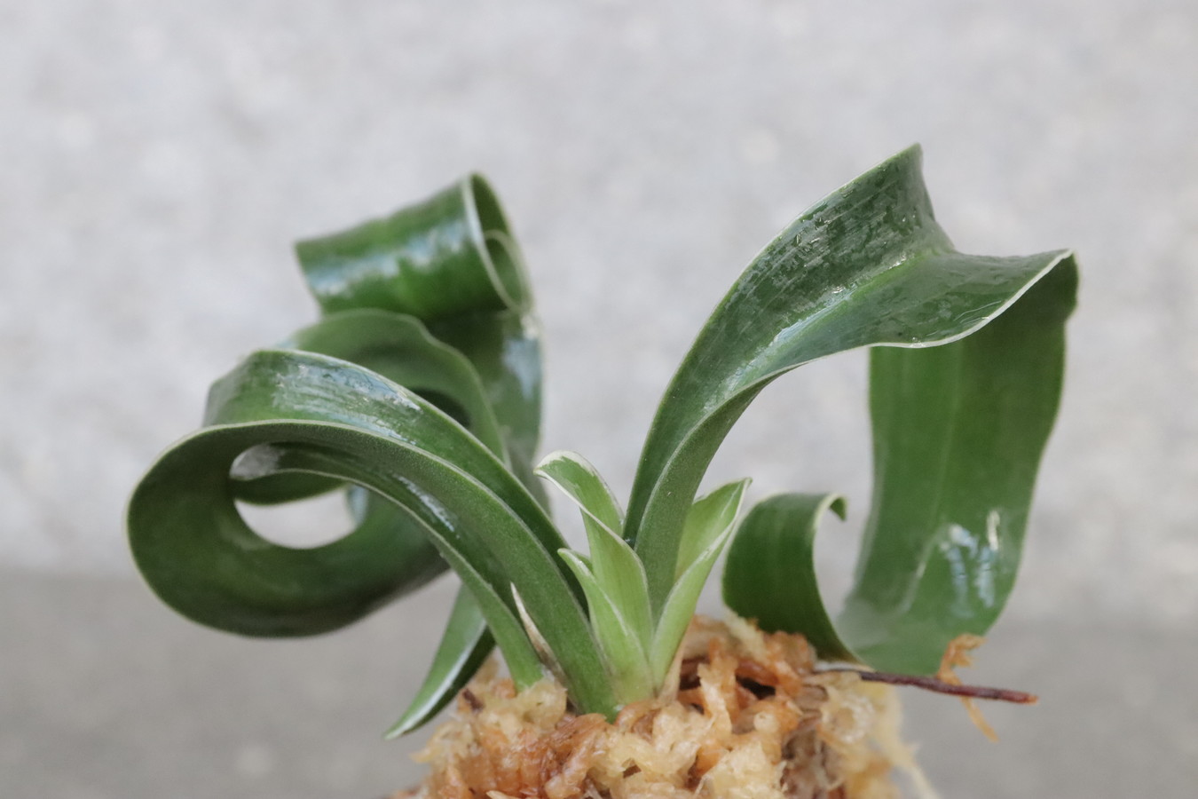 豊明園 / 獅子系