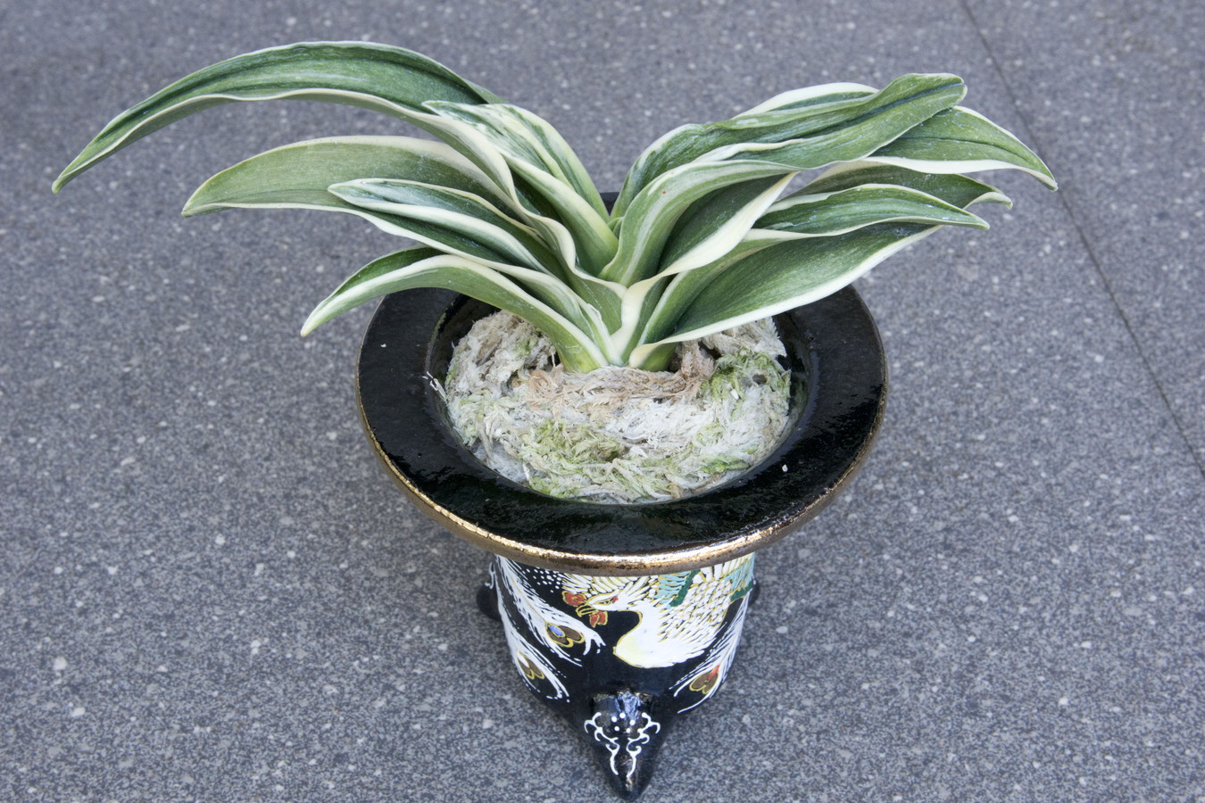 6311,新しく生まれる御殿　新生殿(しんせいでん)　【繁栄・長寿・再生の瑞鳥・鳳凰】【はきずはきれ多い大特価！】※春から秋は生長期なので姿は変わっていきます