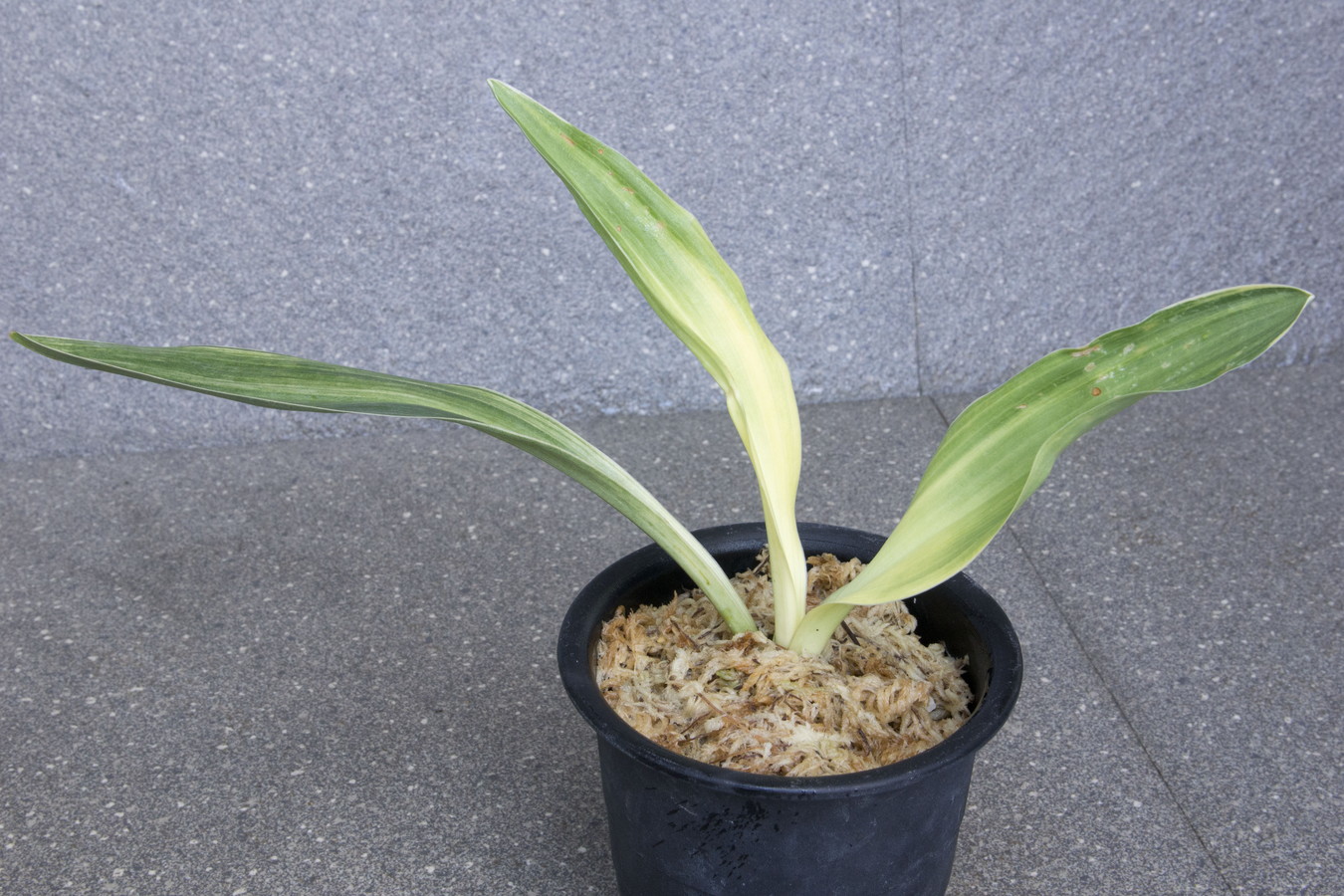 6498,萬世の光　(ばんせいのひかり）万世の光　希少　細かなこうとめ最上縞？！覆輪回る？縞覆輪？【はきずはきれ多い特価】　※春から秋は生長期なので姿は変わっていきます