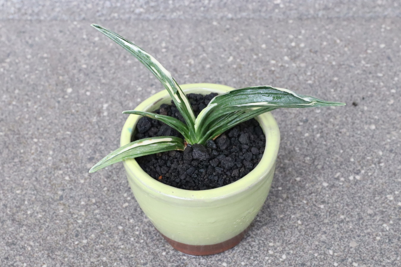 8259,金運上がる万年青　黄金錦(こがねにしき)　【はきずはきれ多い大特価！】※春から秋は生長期なので姿は変わっていきます