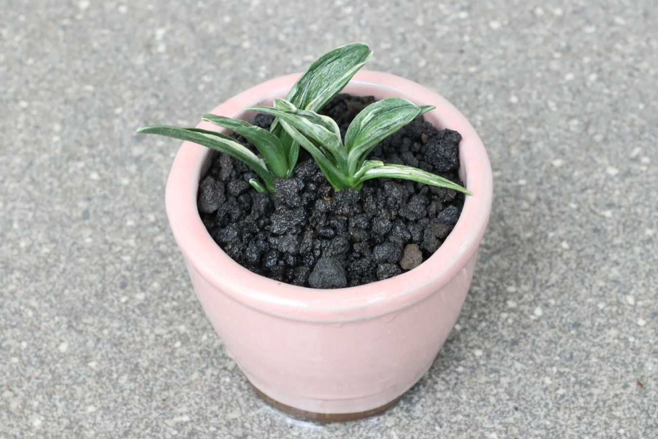 6903,開運の万年青　瑞泉(ずいせん)　【はきずはきれ多い大特価！】※春から秋は生長期なので姿は変わっていきます