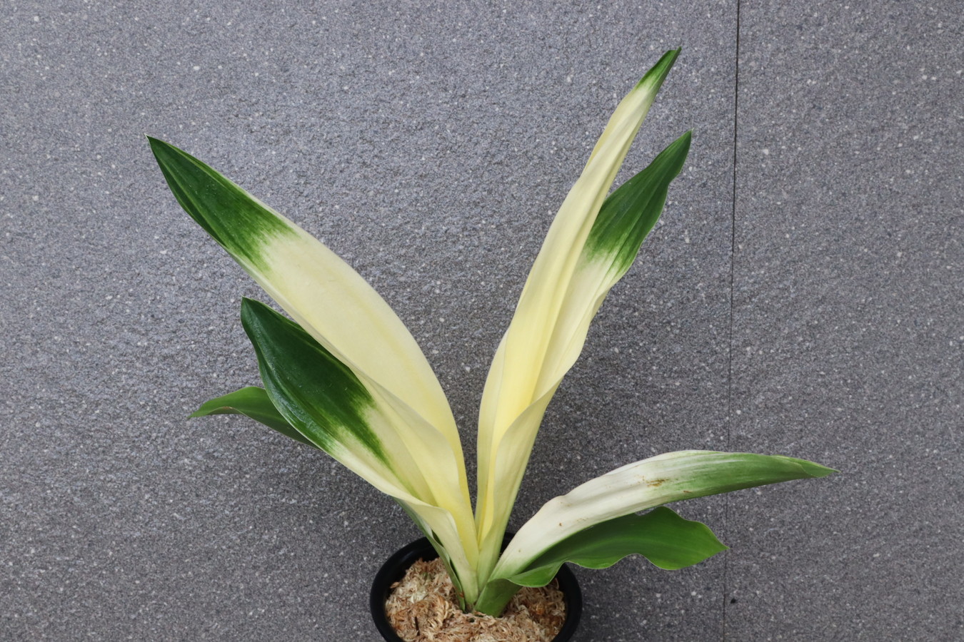 7060,東天光(とうてんこう)　縞変化？？曙大銘品に縞？？　【はきずはきれ多い大特価！】　※春から秋は生長期なので姿は変わっていきます