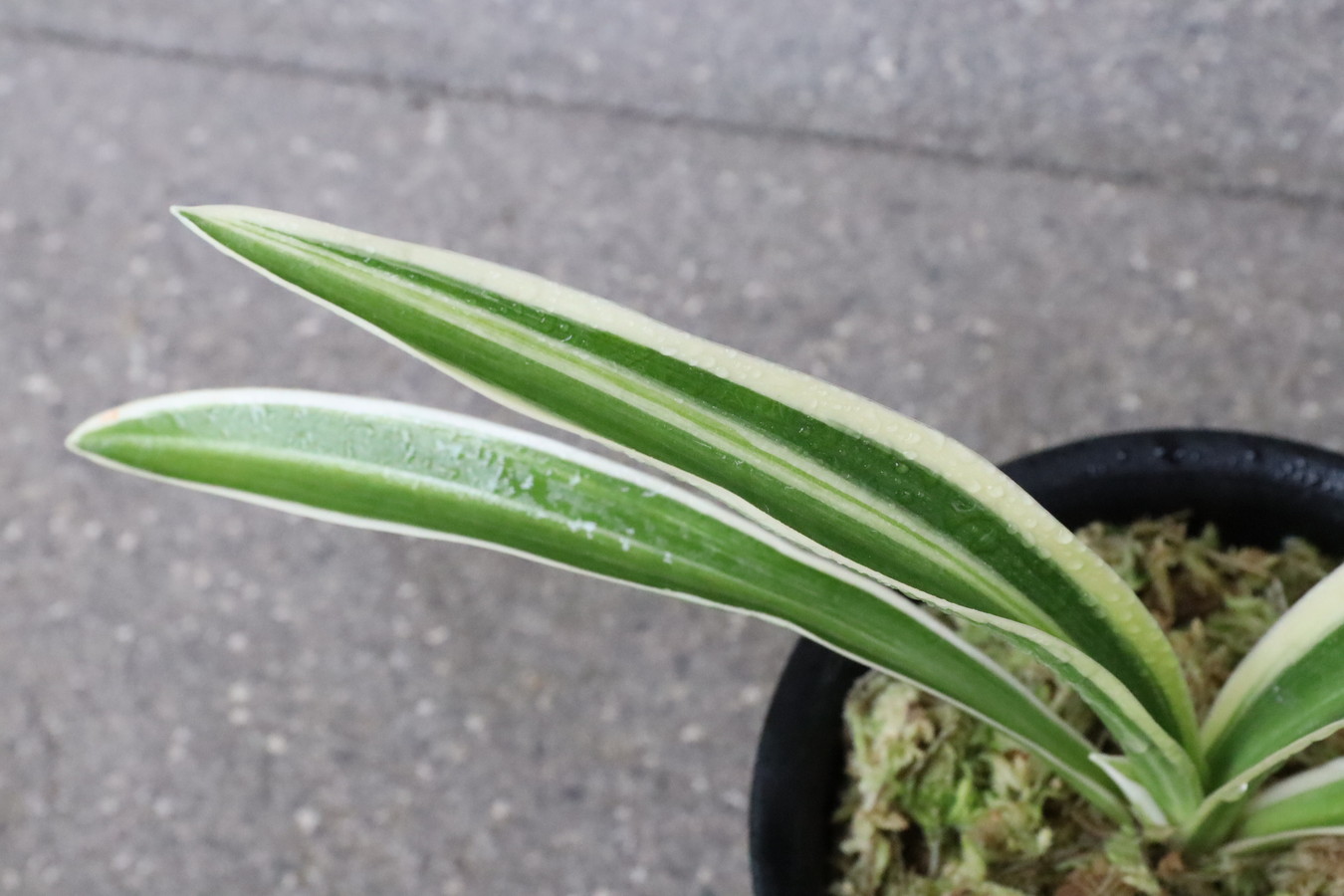 5664,秋津島(あきつしま)　うす縞！　【整理品！】【はきずはきれ多い大特価！】※春から秋は生長期なので姿は変わっていきます