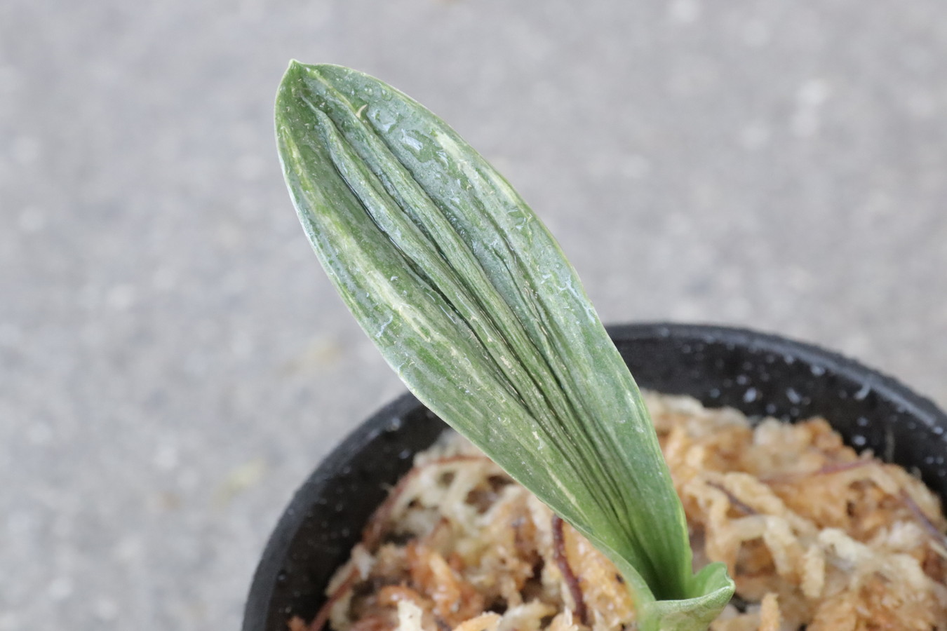 5849,武州（ぶしゅう）　芋吹き芋ヌケ　こうとめ最上縞！非常に珍しい縞？デモ？？　【はきずはきれとても多い大特価】※春から秋は生長期なので姿は変わっていきます
