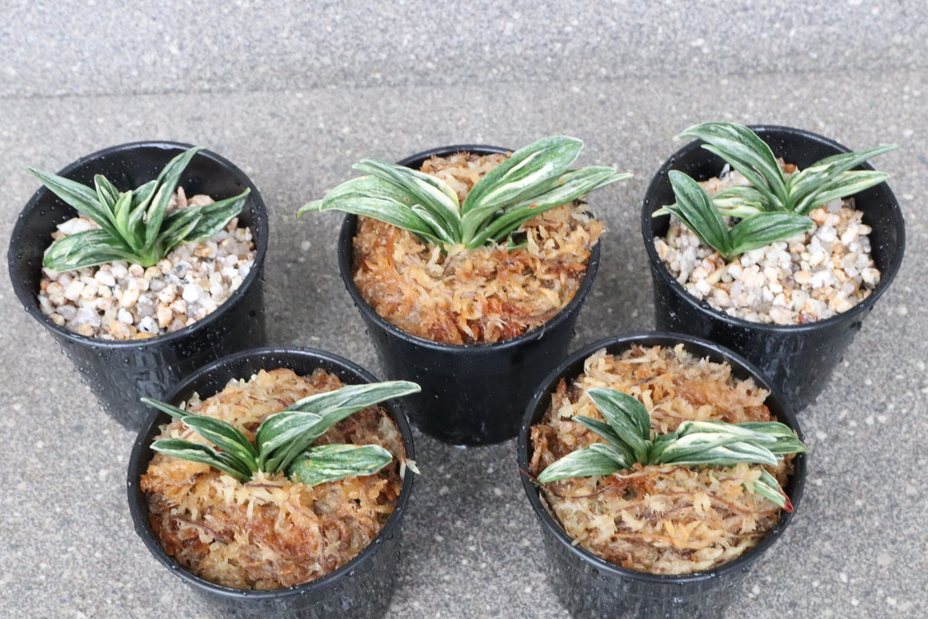 開運！おもと　瑞泉ガチャ1鉢　2780　NHK趣味の園芸出演(10/12、10/17)感謝！【期間限定！】【ネット販売限定！】【はきずはきれ大特価】※春から秋は生長期なので姿は変わっていきます