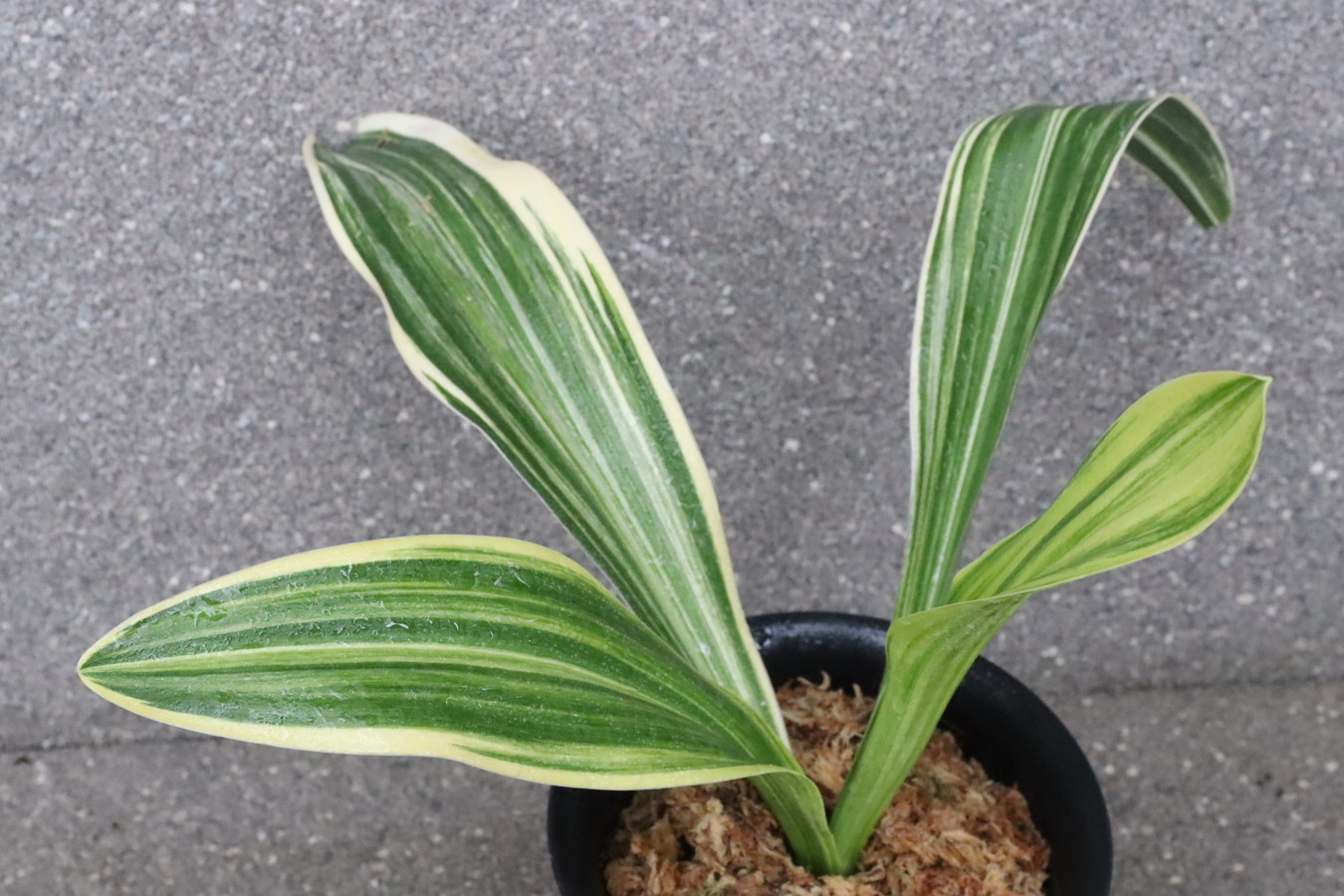 5221,整理品　旭光殿実生　最上縞！　【数不明　根すくない特価！はきずはきれ多い特価！】※春から秋は生長期なので姿は変わっていきます