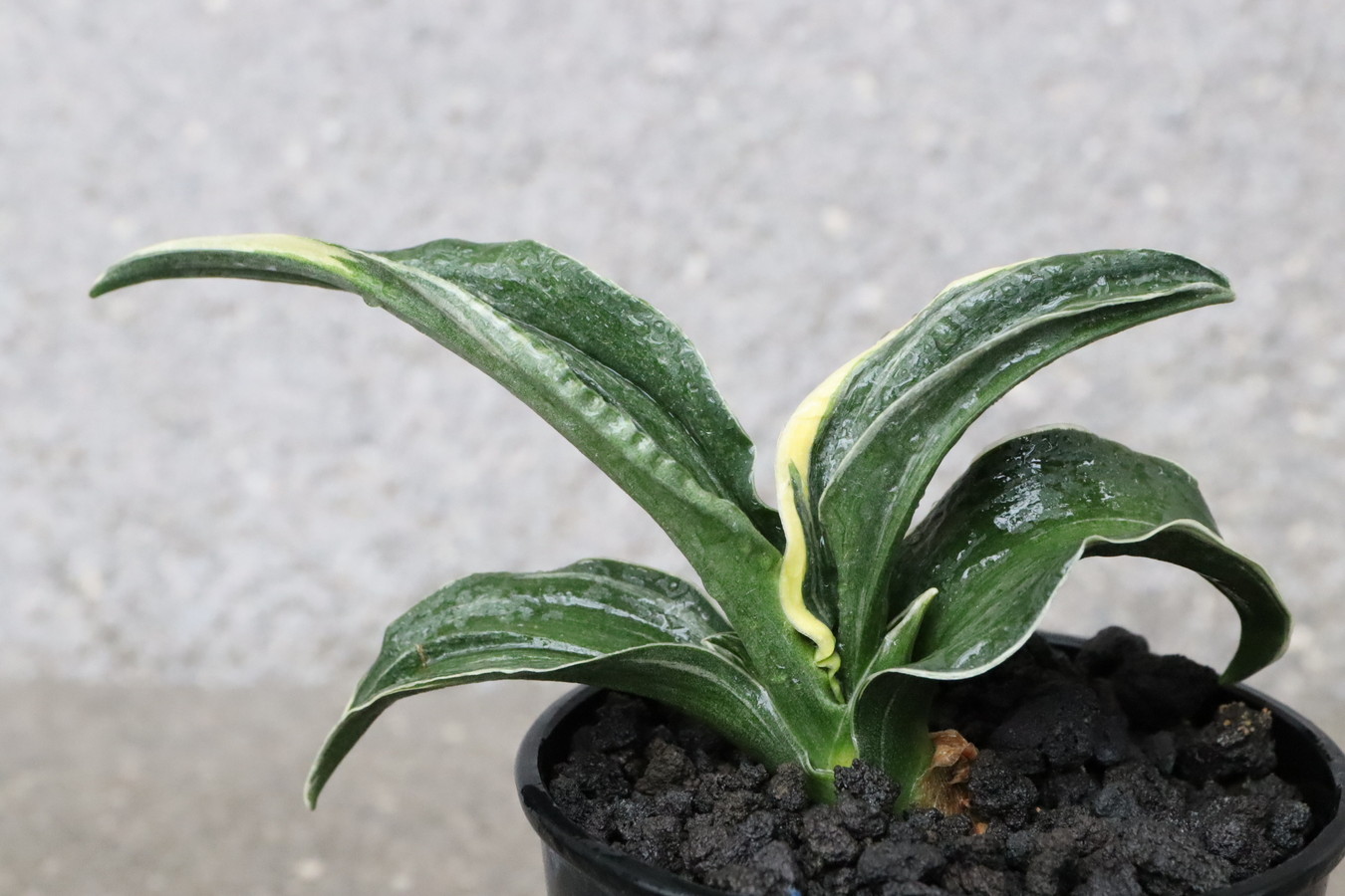 8151,嶺雲(りょううん)　覆輪深い　芋吹き上がり　【はきずはきれ多い大特価！】※春から秋は生長期なので姿は変わっていきます