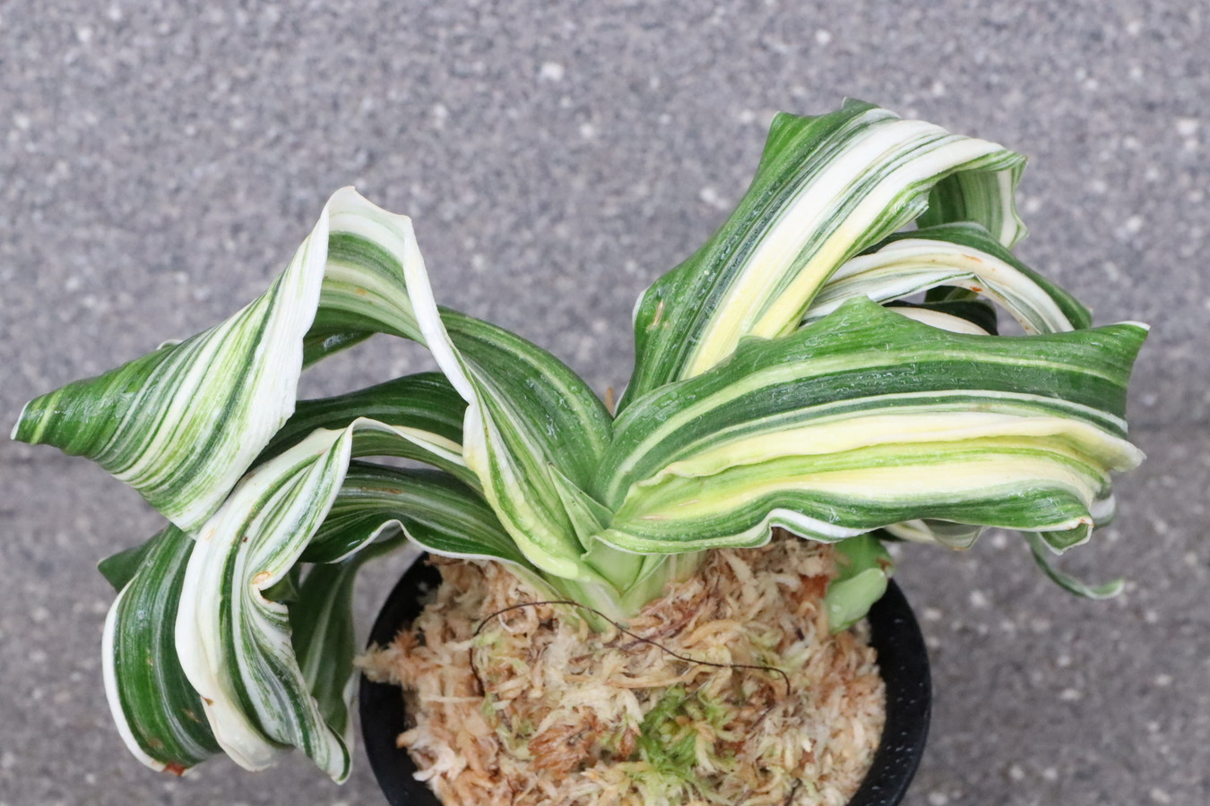 万年青 オモト 縞獅子 オモト 万年青 四君子×特縞獅子 豊明園 / 獅子系