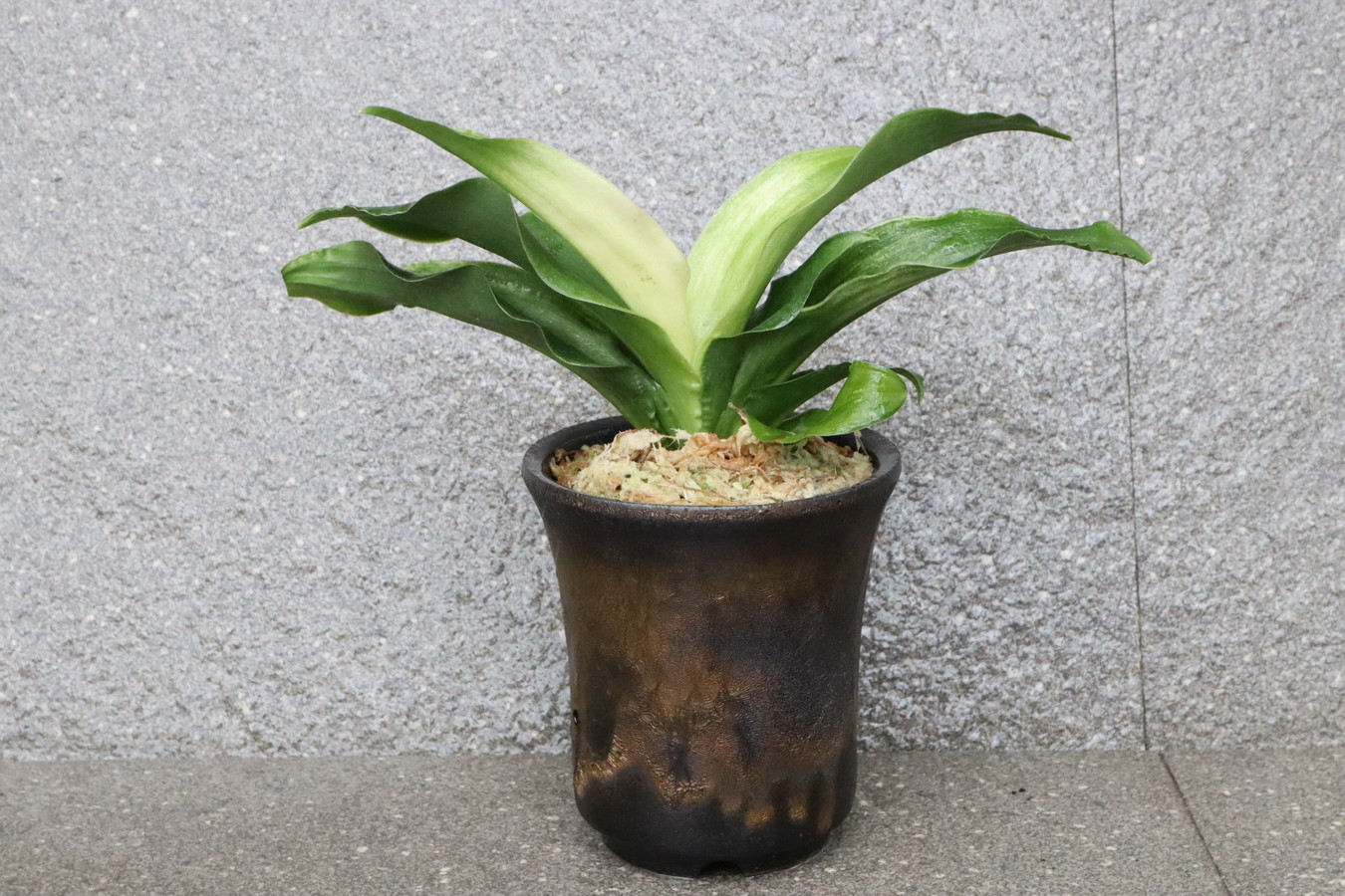 5138,福来る萬年青　福の光(ふくのひかり)　【はきずはきれとても多い大特価！】※春から秋は生長期なので姿は変わっていきます