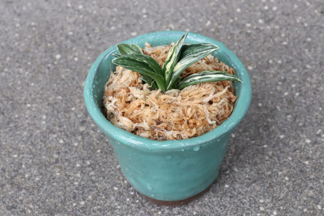 5520,開運の万年青　瑞泉(ずいせん)　【はきずはきれ多い大特価】※春から秋は生長期なので姿は変わっていきます