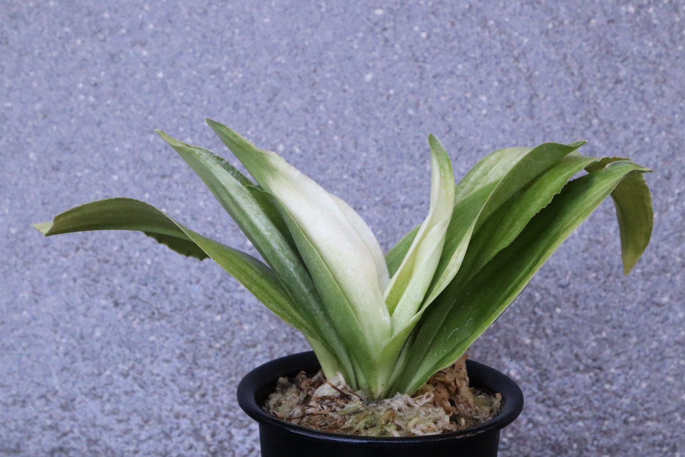 7138,福の光(ふくのひかり)　【NHK趣味の園芸放映記念！】【はきずはきれ多い大特価！】※春から秋は生長期なので姿は変わっていきます