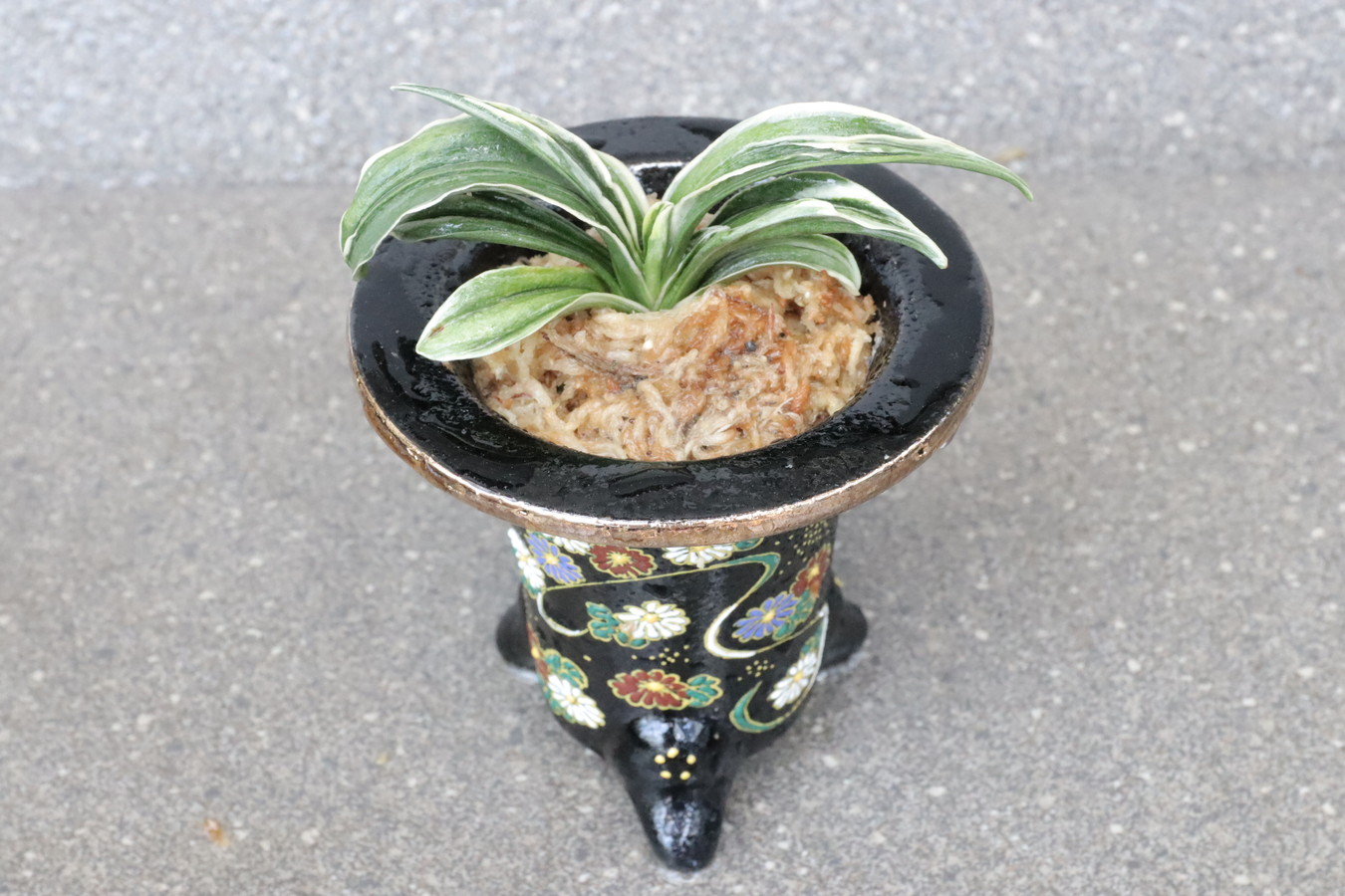 7344,【長寿、繁栄を願う菊の錦鉢】　聖華殿(せいかでん)　希少種　【はきずはきれとても多い大特価】※春から秋は生長期なので姿は変わっていきます