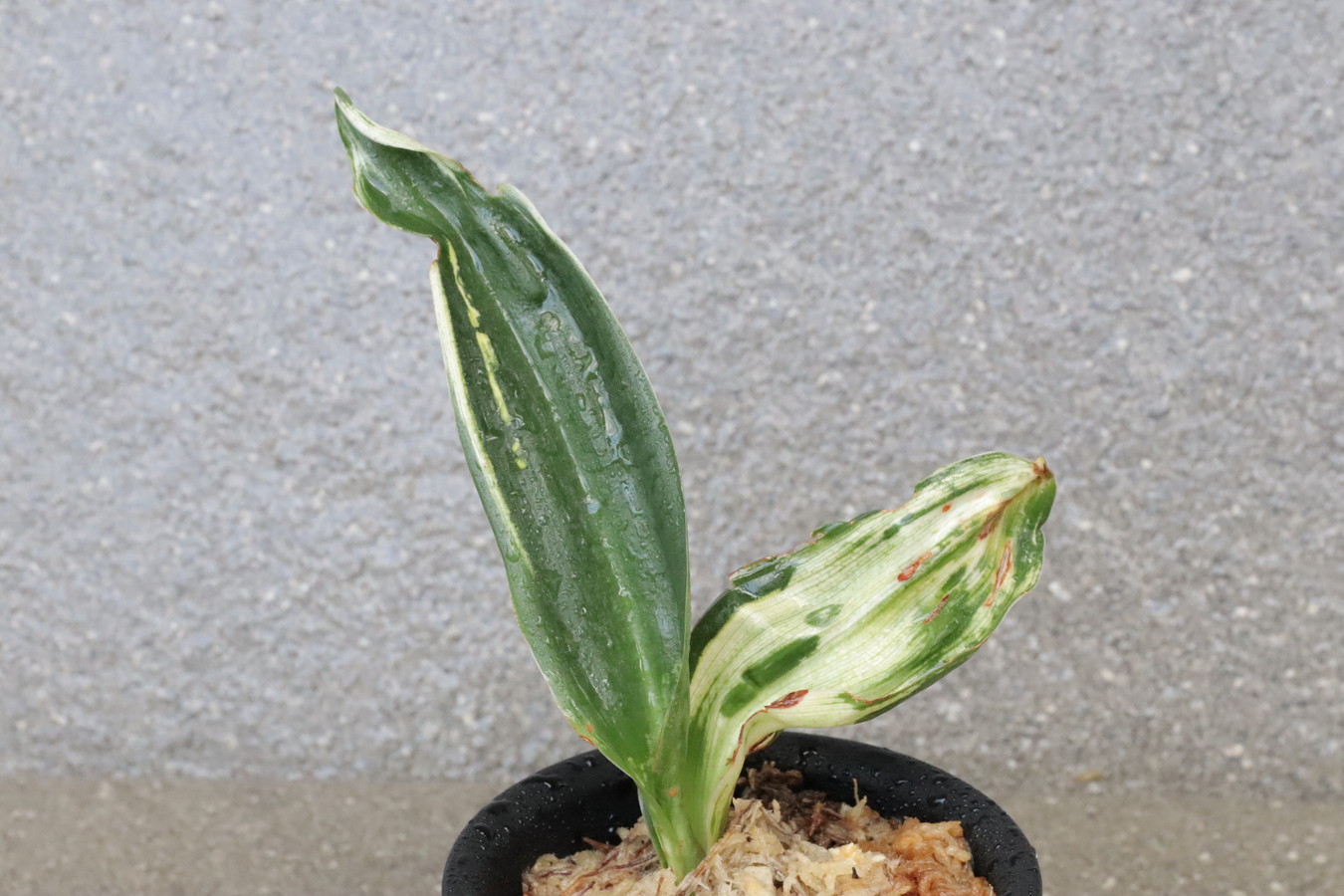 5712,片貝残雪(かたかいざんせつ) 江戸 図性特級!【苗特価!下葉おちる特価!はきずはきれ非常に多い特価!】※春から秋は生長期なので姿は変わっていきます