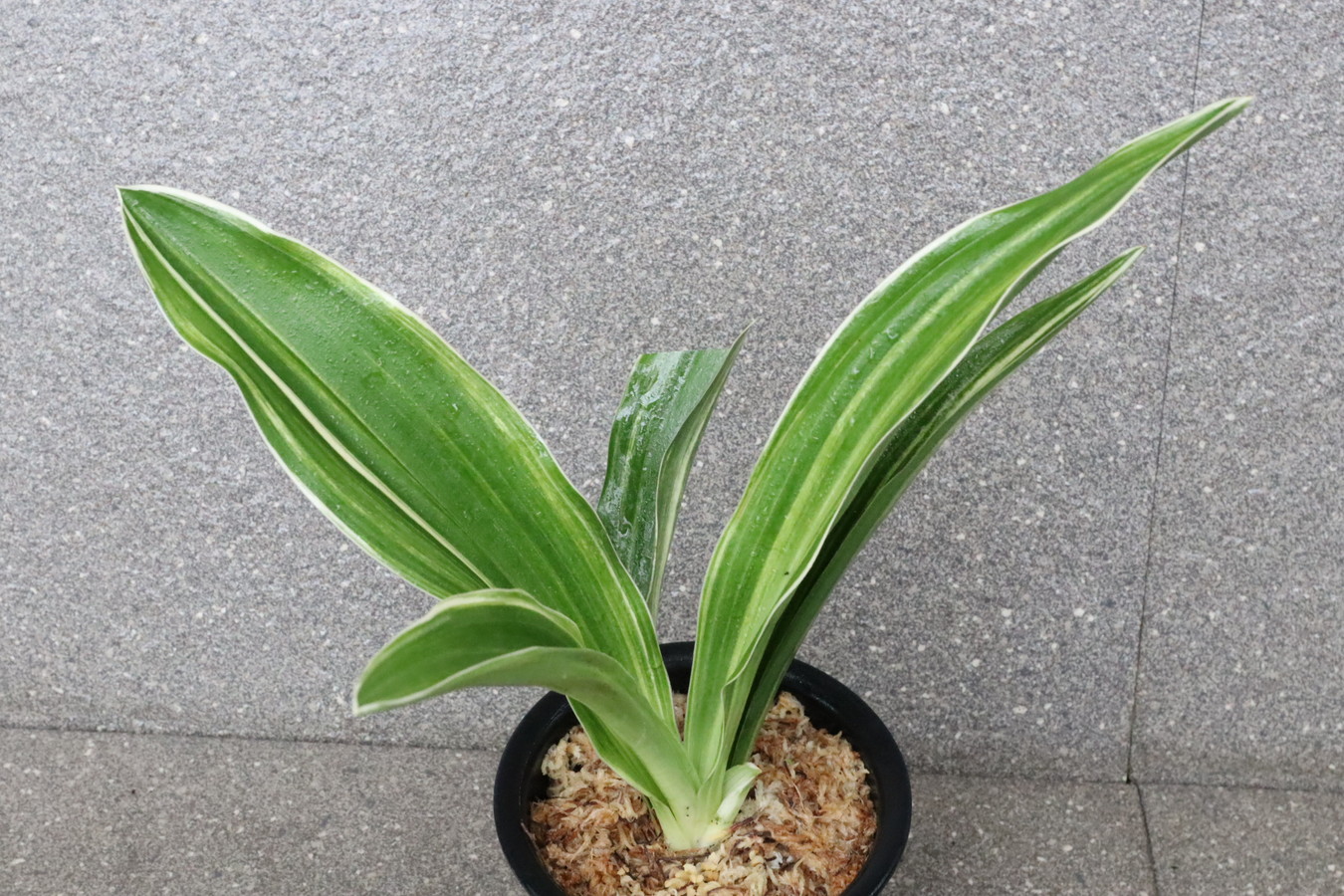 6489,薩摩天光(さつまてんこう)　特上縞特価　【曙極小特価！はきずはきれ多い大特価！】　※春から秋は生長期なので姿は変わっていきます