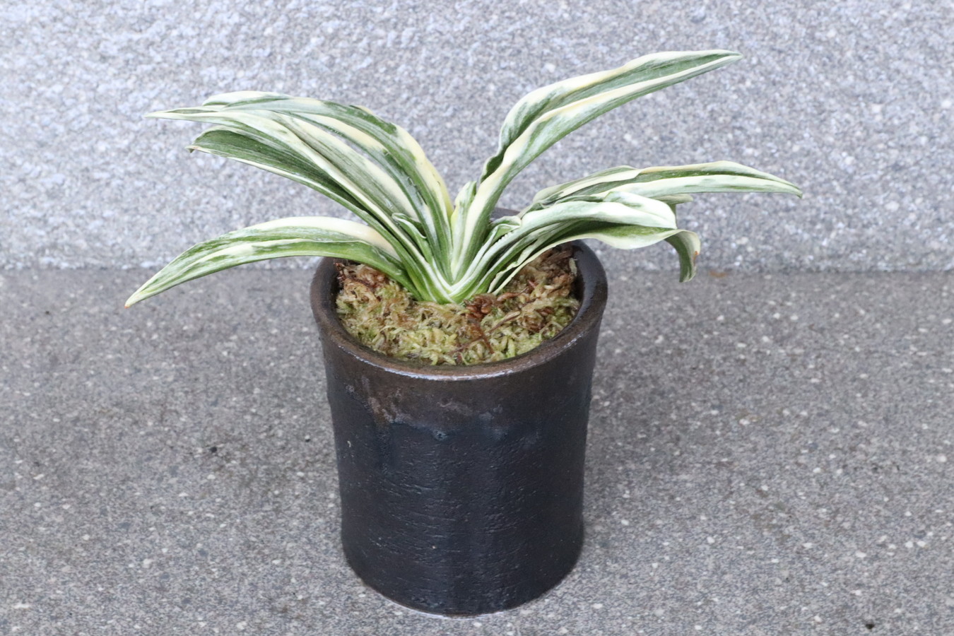 7020,開運萬年青　諏訪錦(すわにしき)　【はきずはきれ大特価！】※春から秋は生長期なので姿は変わっていきます