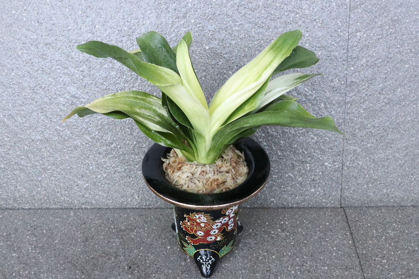 7022,福の光(ふくのひかり)　【獅子に牡丹：吉祥】【はきずはきれ多い特価！】　※春から秋は生長期なので姿は変わっていきます