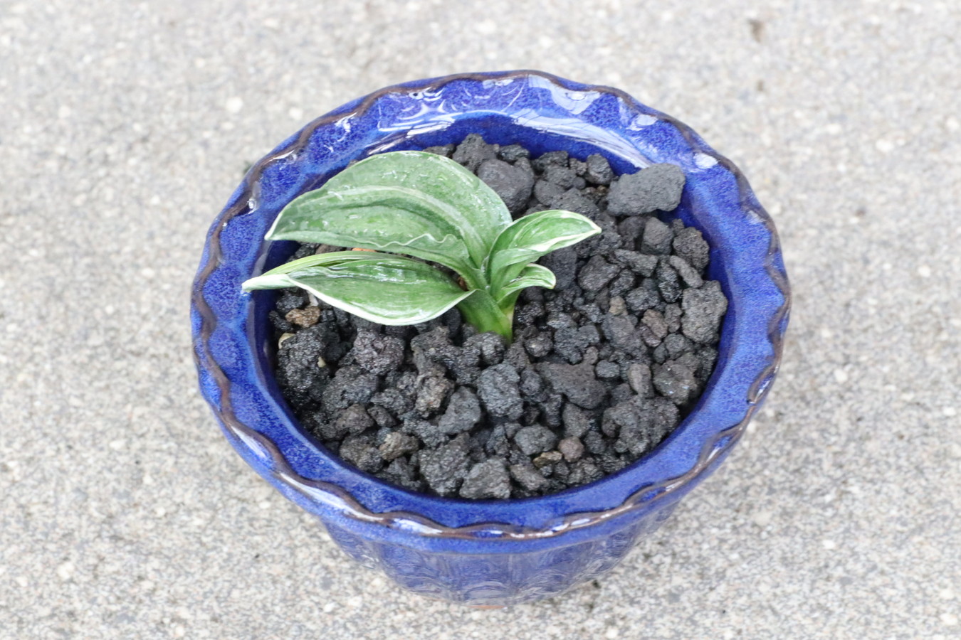 5462,強運の萬年青　嶺雲(りょううん)　【はきずはきれ多い特価！】　※春から秋は生長期なので姿は変わっていきます